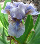 Iris - Vilkdalgis - Geaugalake